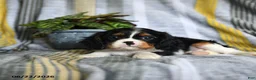 Cavalier King Charles Spaniel dogs for sale: Jamie - Ad 2