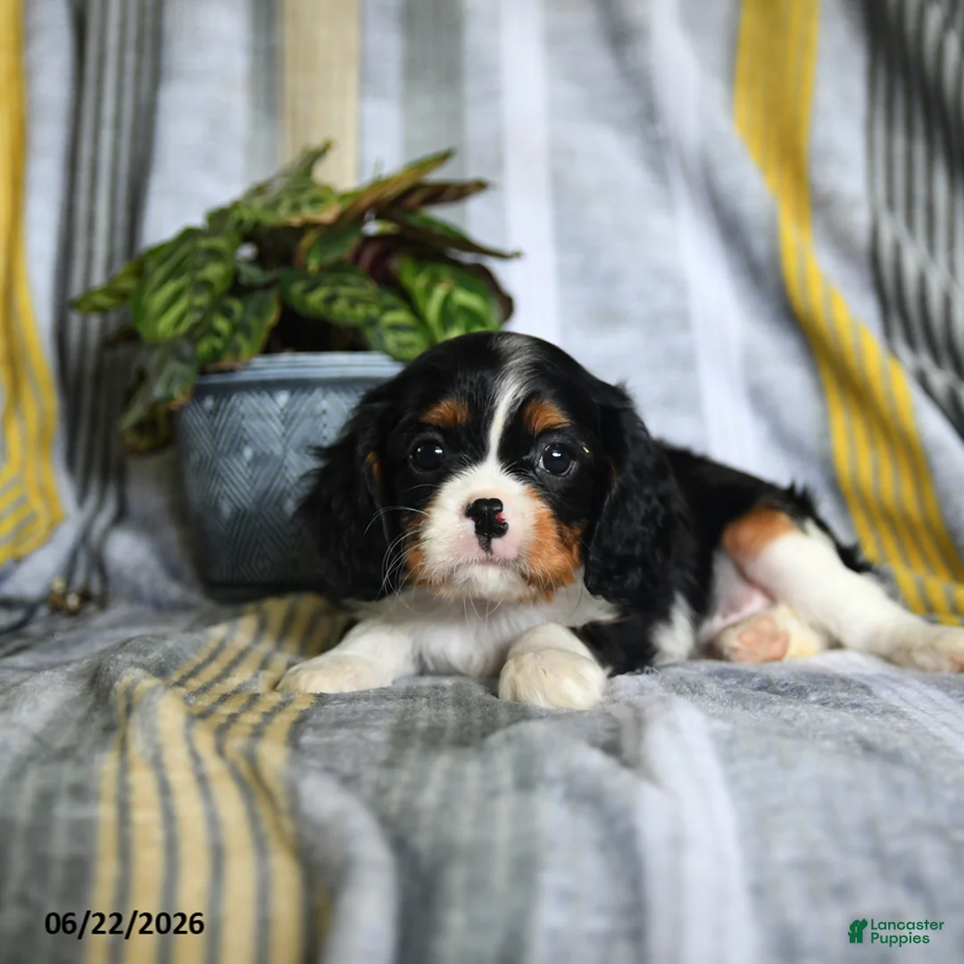 Cavalier King Charles Spaniel dogs for sale: Jamie - Ad 2