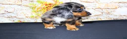 Miniature Dachshund dogs for sale: Avery - Ad 17