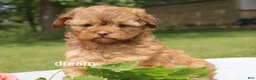 Shihpoo dogs for sale: Sage - Ad 3