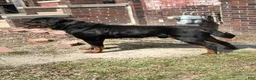 Rottweiler dogs for sale: Puppy 1 - Ad 10