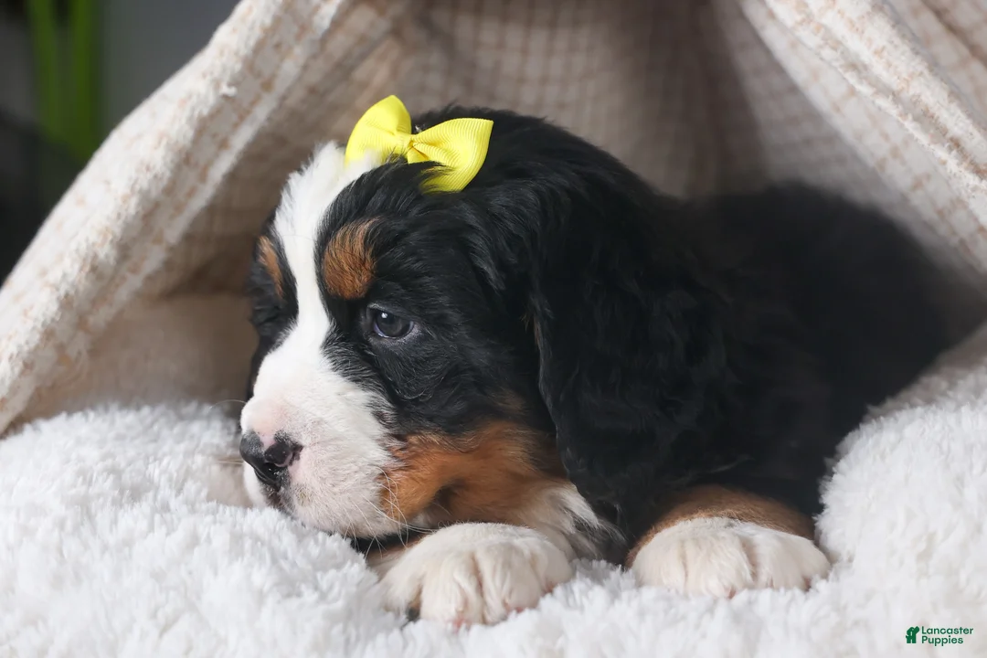 Bernese Mountain Dog dogs for sale: HEIDI - Ad 5