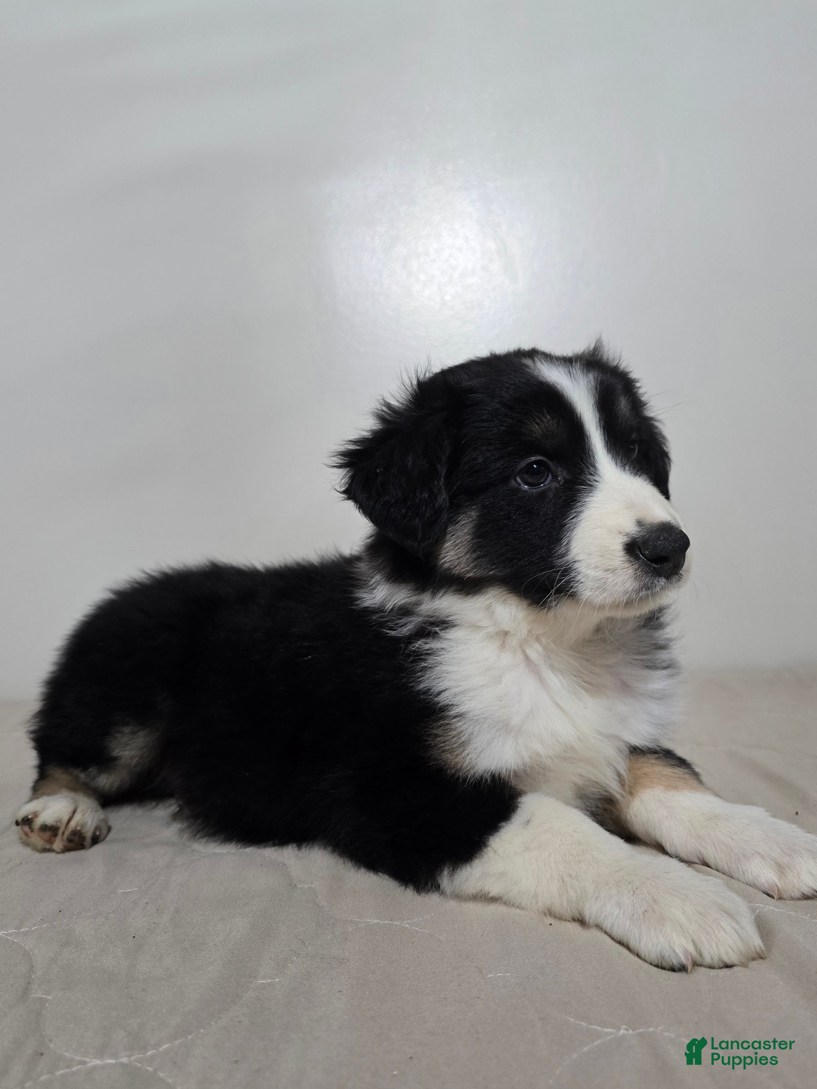 Australian Shepherd dogs Jackson - Ad 1