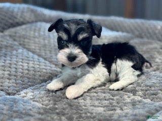 Miniature Schnauzer dogs Hoppy - Ad 1