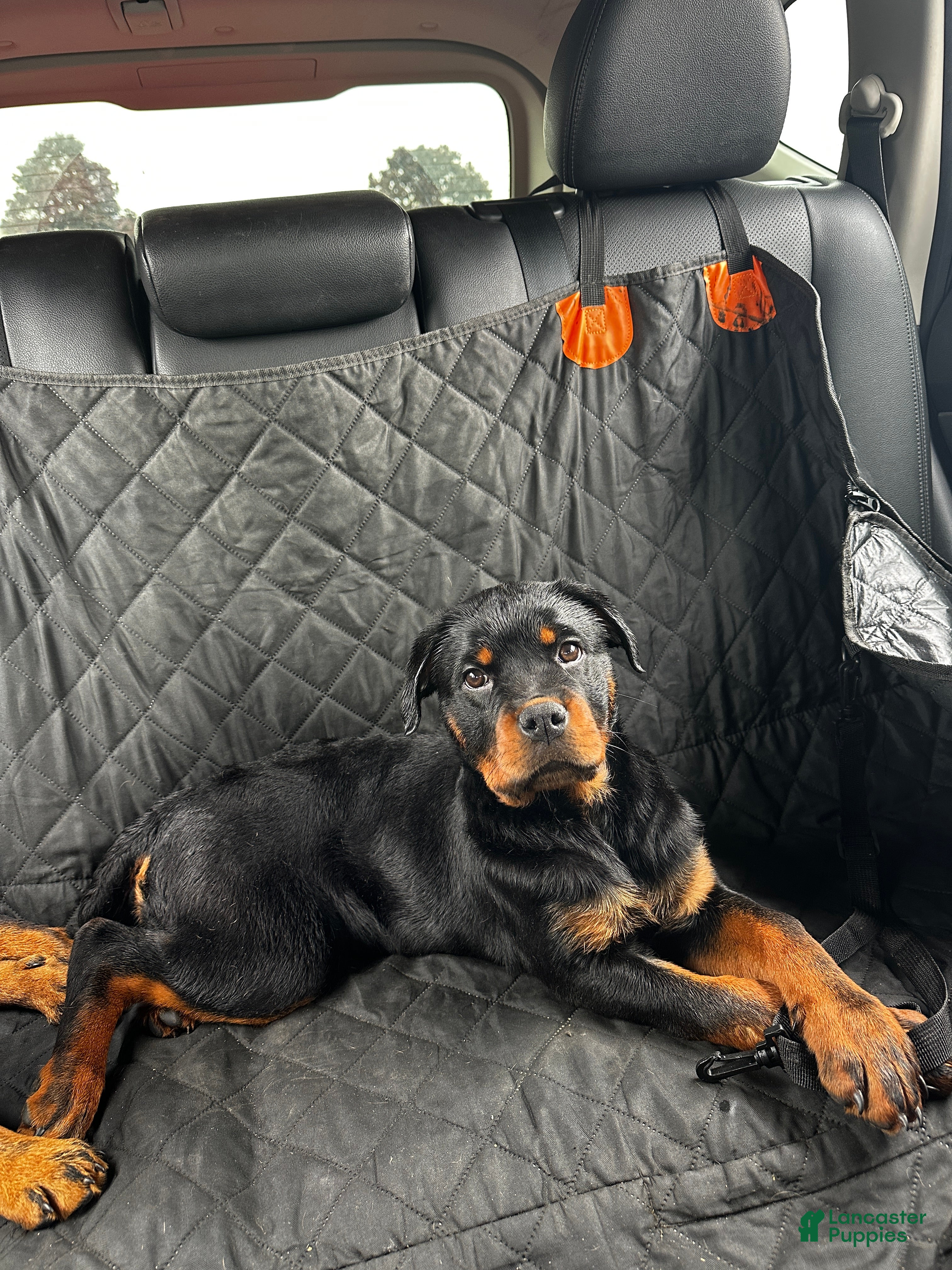Rottweiler dogs Rottweiler Puppy 3 - Nova - Ad 1