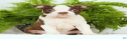 Boston Terrier dogs for sale: Misty - Ad 3