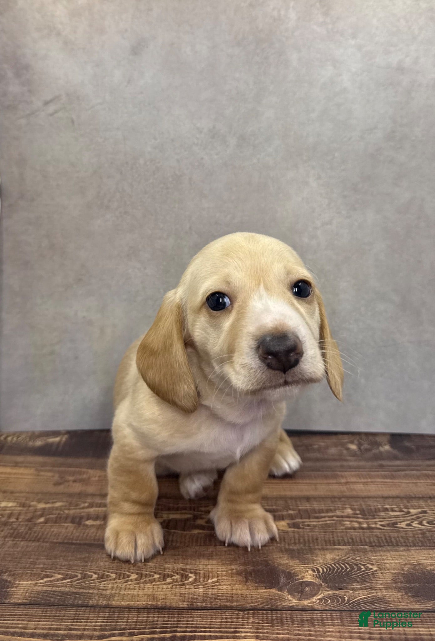 Dachshund dogs Soleil - Ad 41