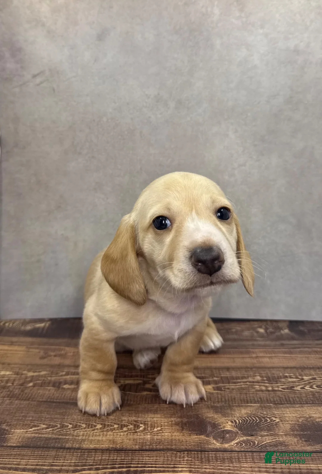 Dachshund dogs for sale: Soleil - Ad 1