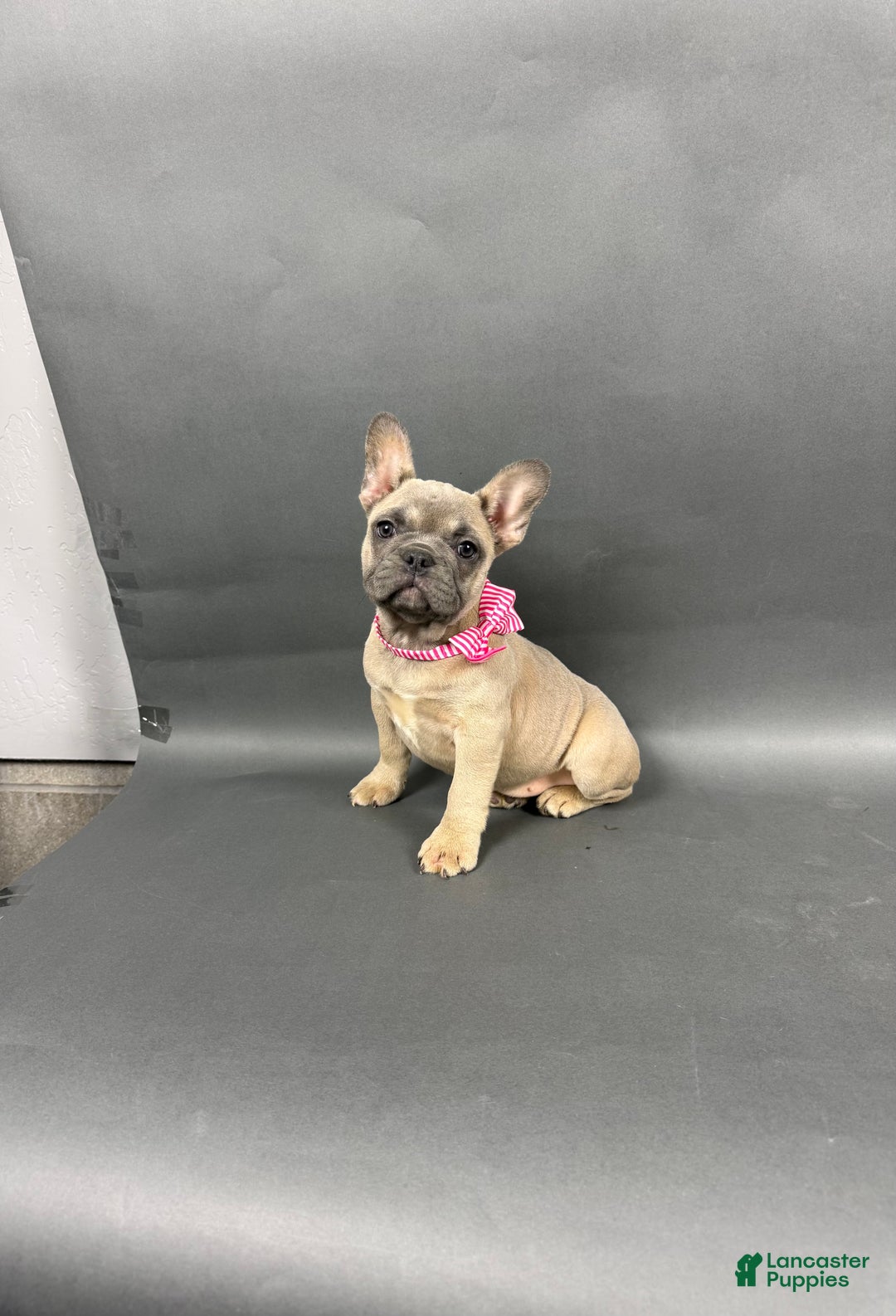French Bulldog dogs for sale: Stella - Ad 1