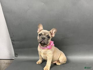 French Bulldog dogs Stella - Ad 32