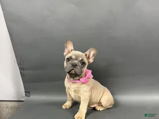 French Bulldog dogs Stella - Ad 24