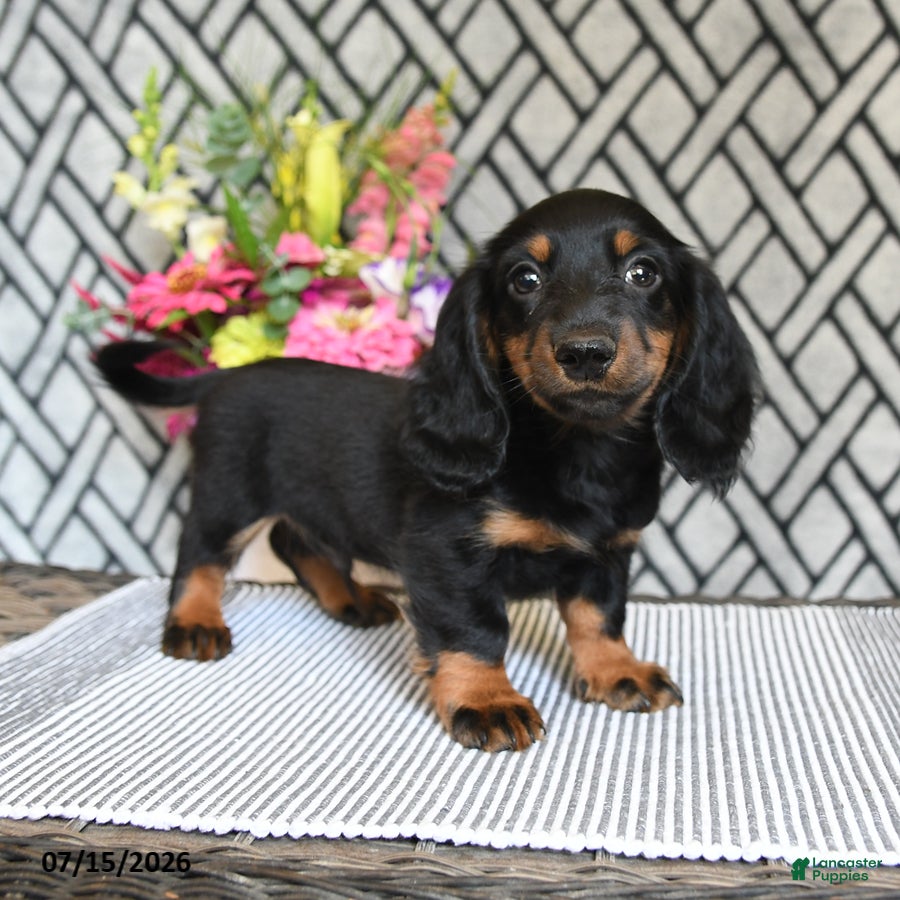Miniature Dachshund dogs Cocoa - Ad 1