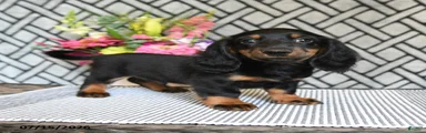 Cocoa
