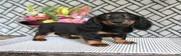Miniature Dachshund dogs for sale: Cocoa - Ad 1