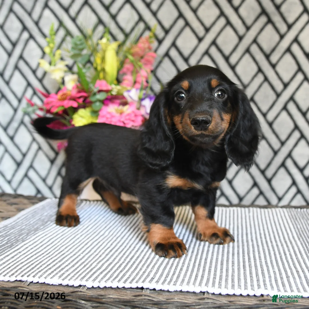 Miniature Dachshund dogs for sale: Cocoa - Ad 1