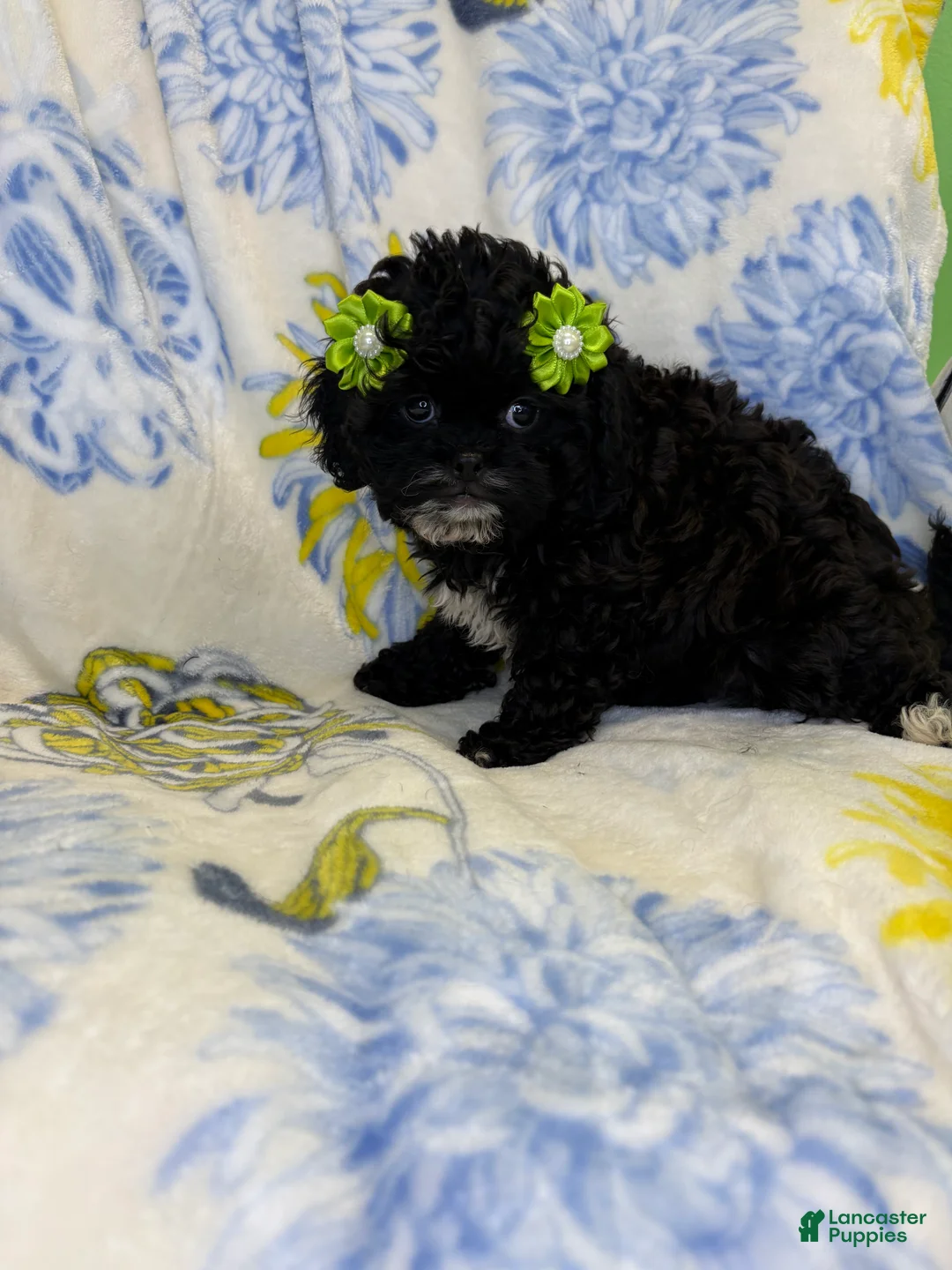 Mixed Breed dogs for sale: Mixed Breed 2 - Ad 3