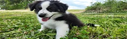 Australian Shepherd dogs for sale: Bonnie - Ad 1