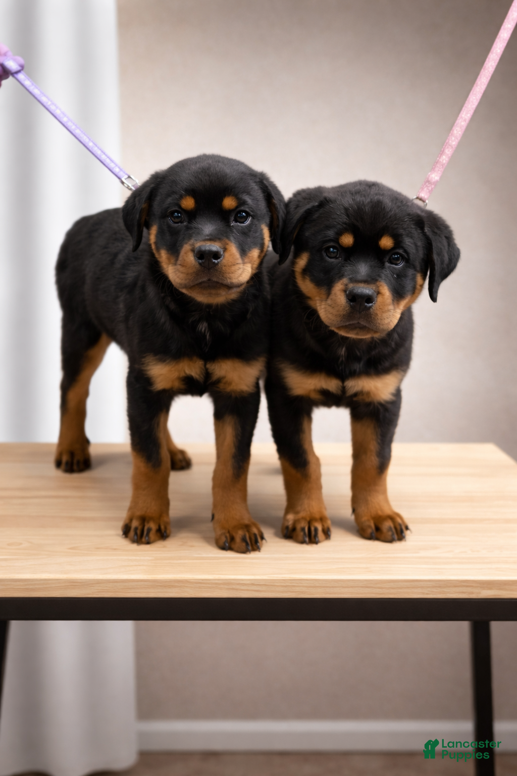 Rottweiler dogs Rottweiler Puppy- Purple - Ad 2