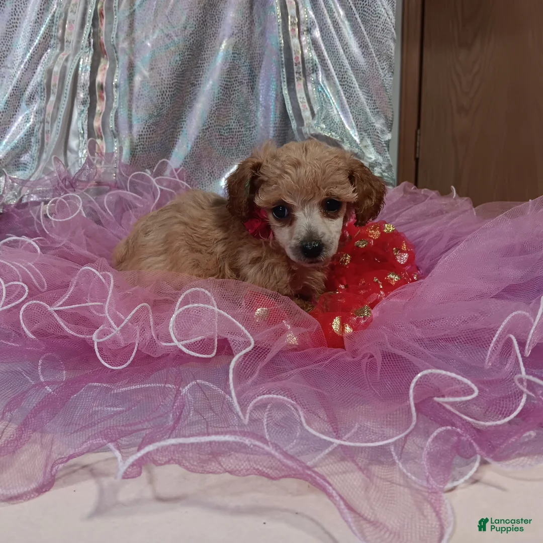 Toy Poodle dogs for sale: Toy Poodle 2 - Ad 2