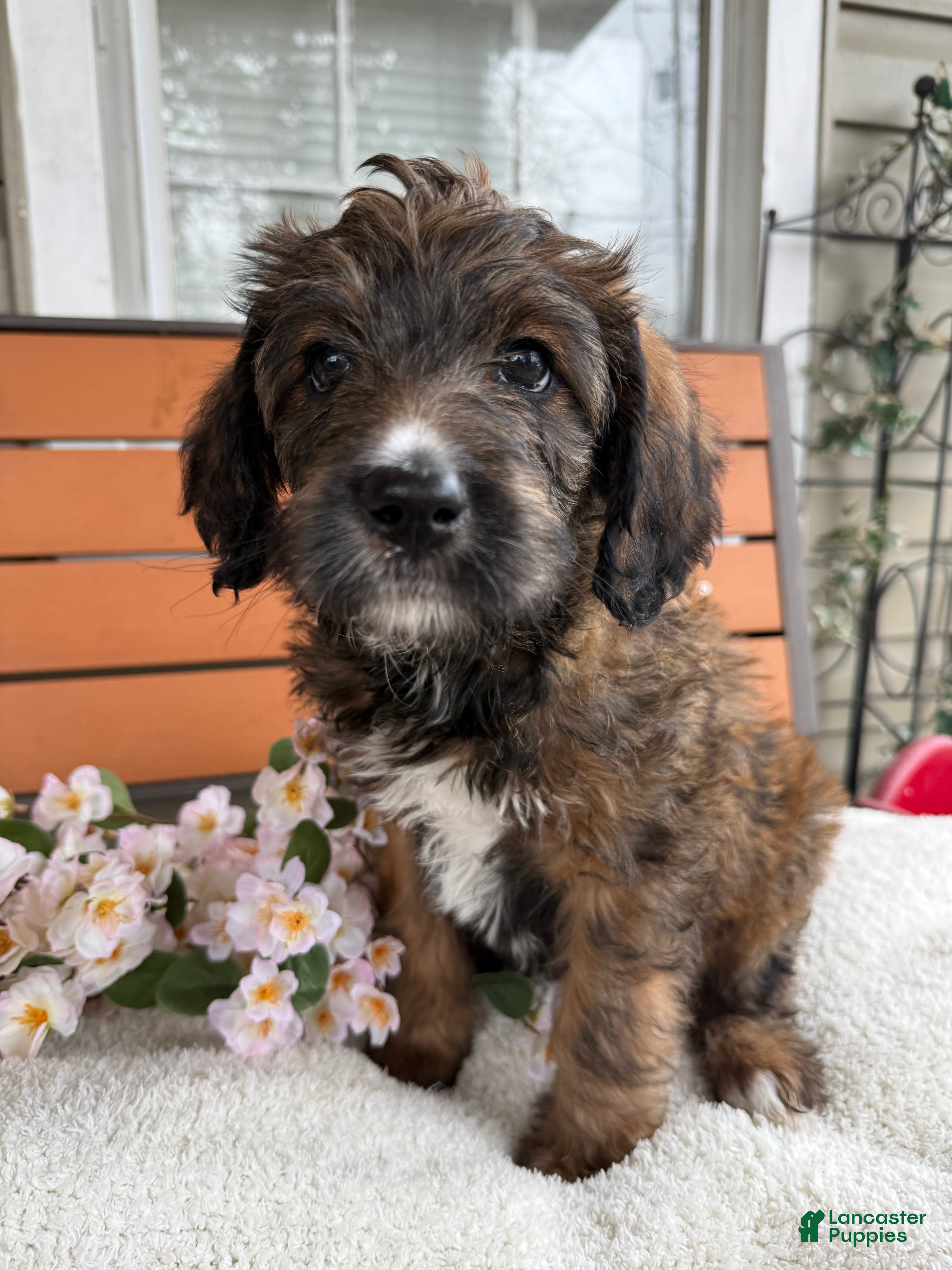 Mixed Breed dogs Sofie - Ad 1