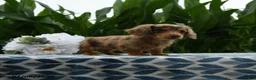Miniature Dachshund dogs for sale: Nike - Ad 3