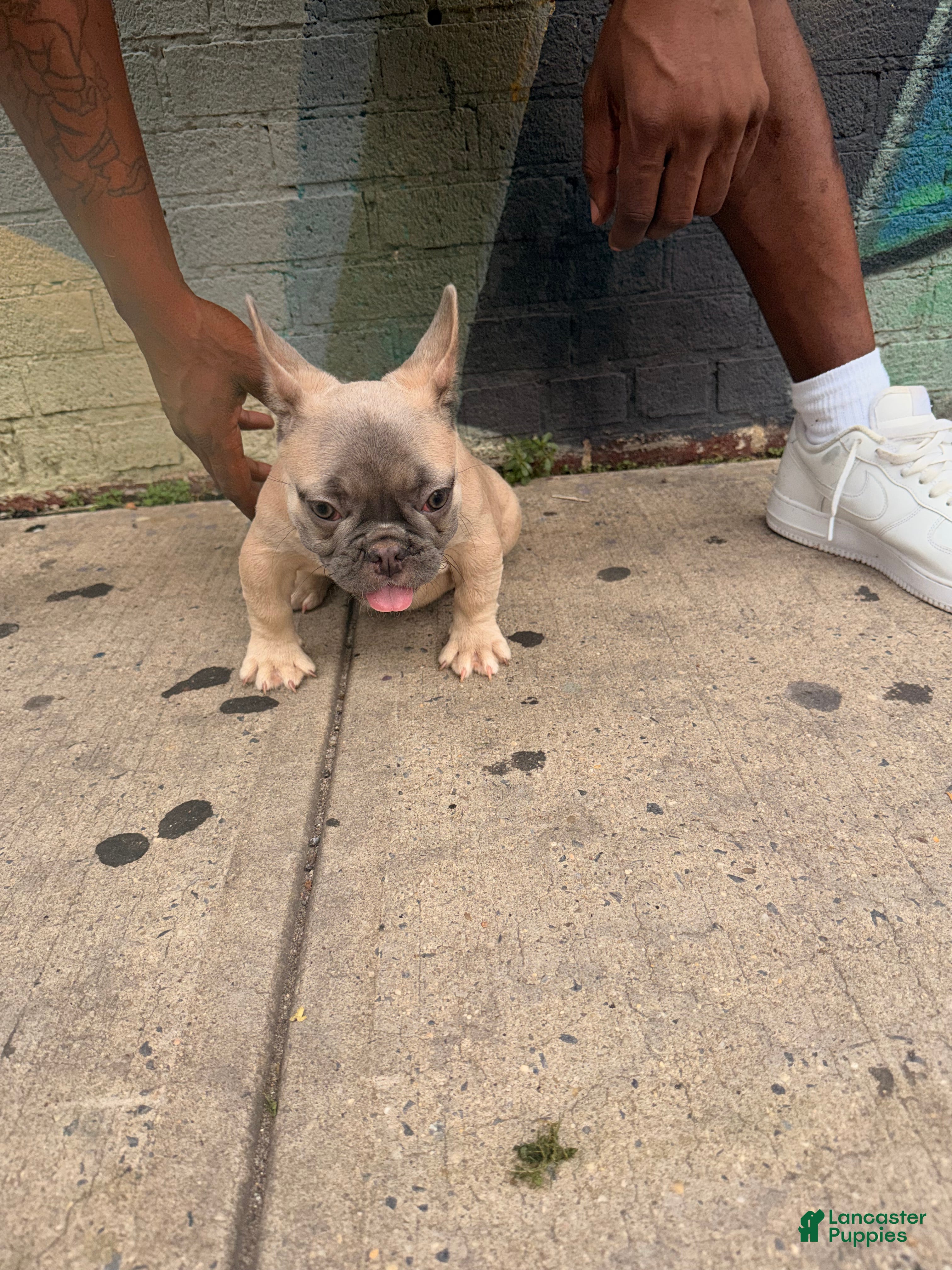 French Bulldog dogs French Bulldog 2 - Ad 1