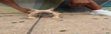 French Bulldog 2
