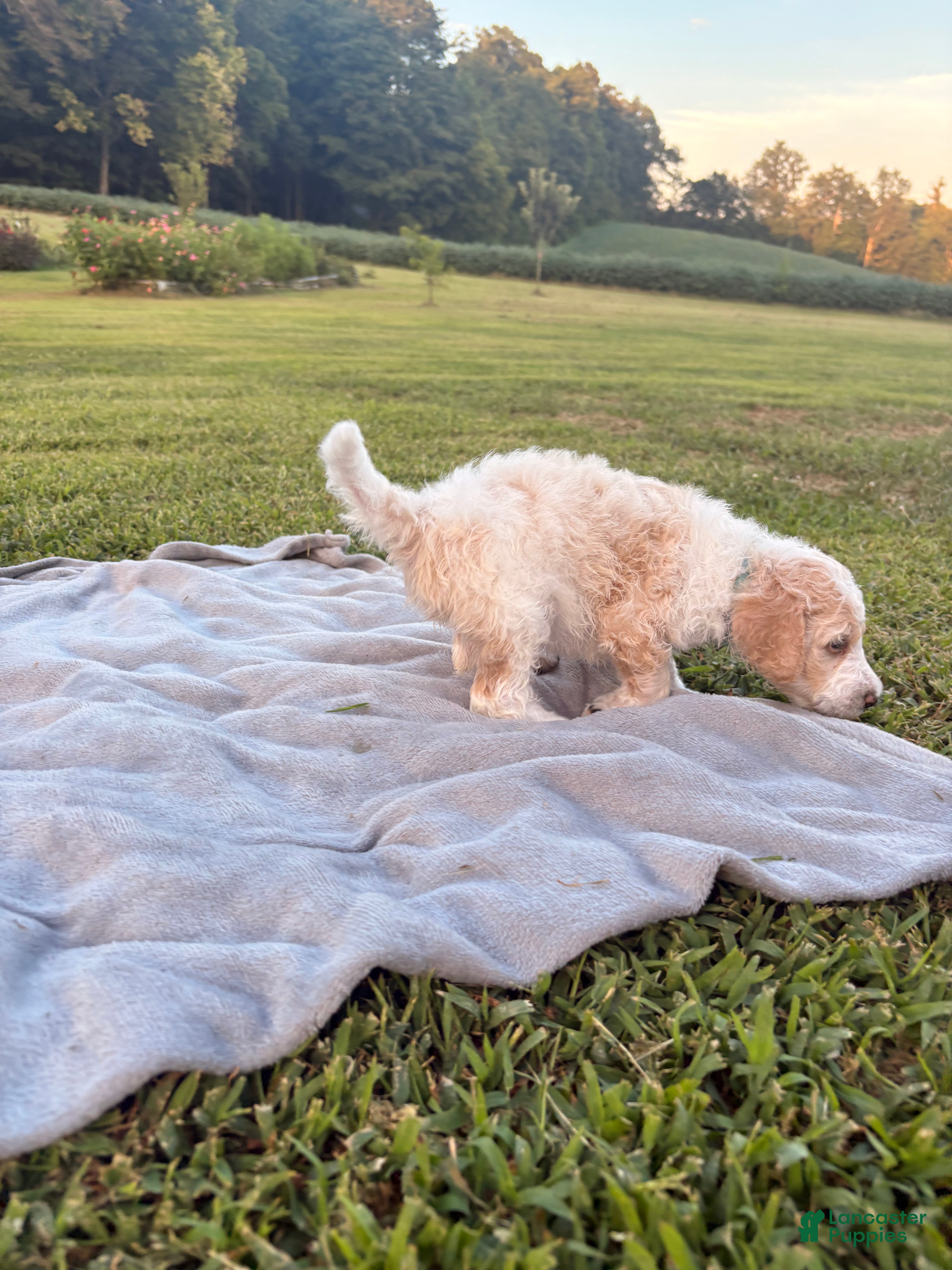 Standard Poodle dogs Blue collar - Ad 2