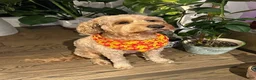Mixed Breed dogs for sale: Henri Léo - Ad 4