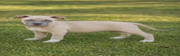 American Bully dogs for sale: Katara  - Ad 1