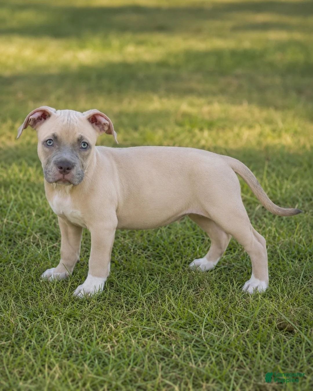American Bully dogs for sale: Katara  - Ad 1