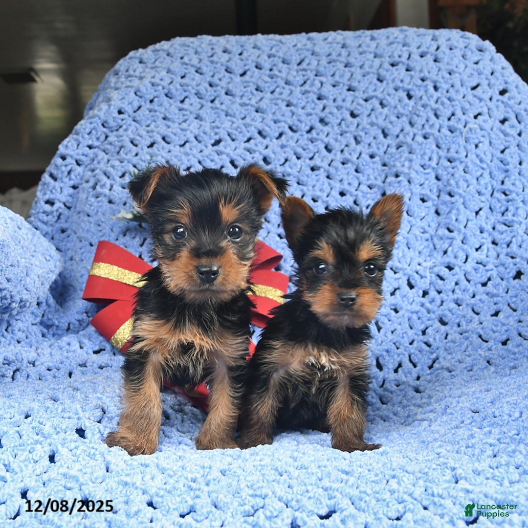 Yorkshire Terrier dogs for sale: Clara  - Ad 3