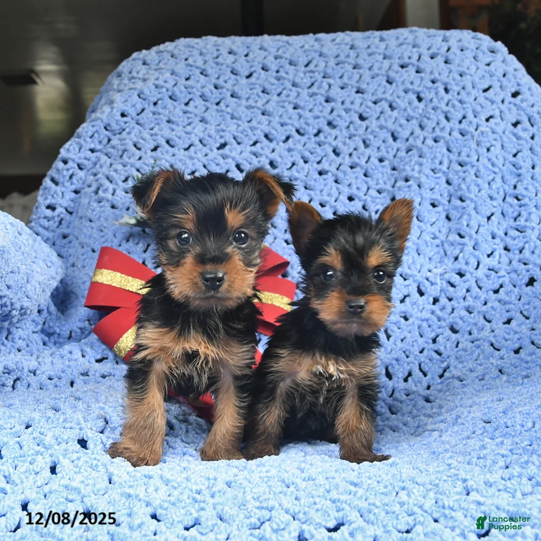 Yorkshire Terrier dogs for sale: Clara  - Ad 3