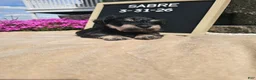 Miniature Schnauzer dogs for sale: Sabre - Ad 11