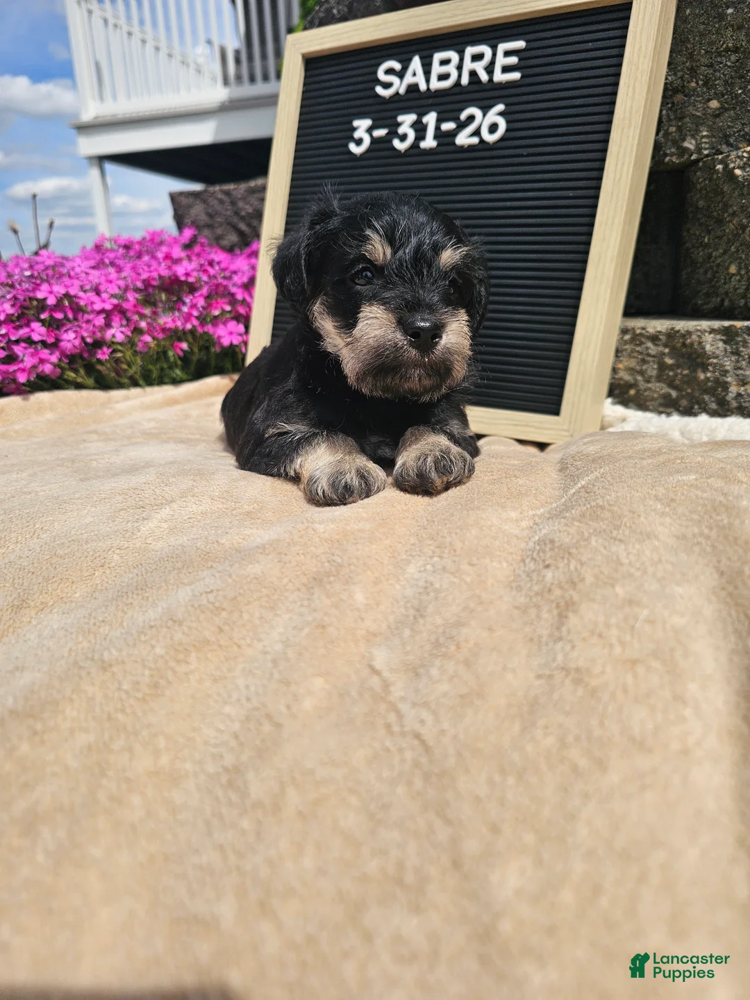 Miniature Schnauzer dogs for sale: Sabre - Ad 11