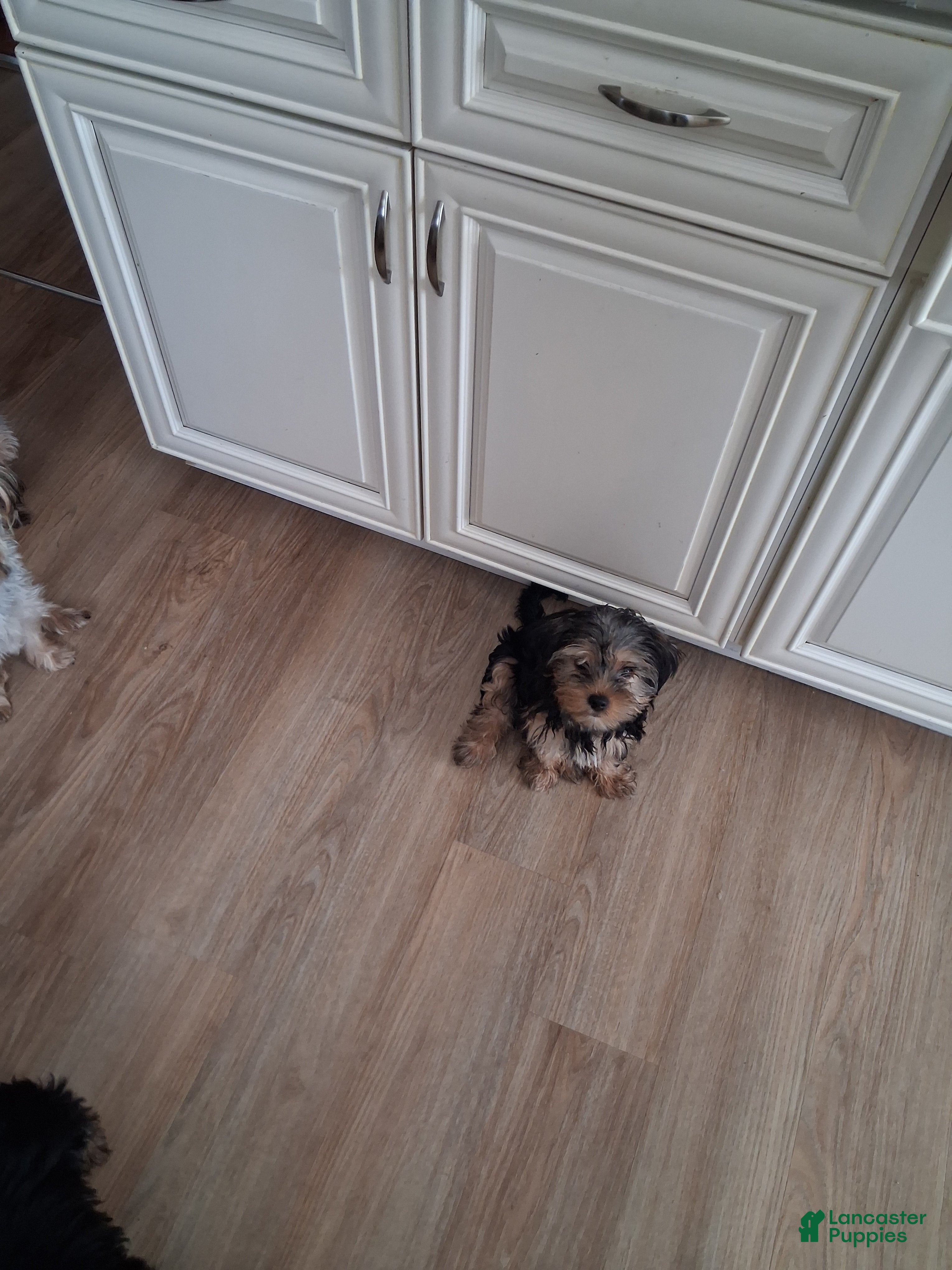 Yorkshire Terrier dogs Miney  - Ad 1