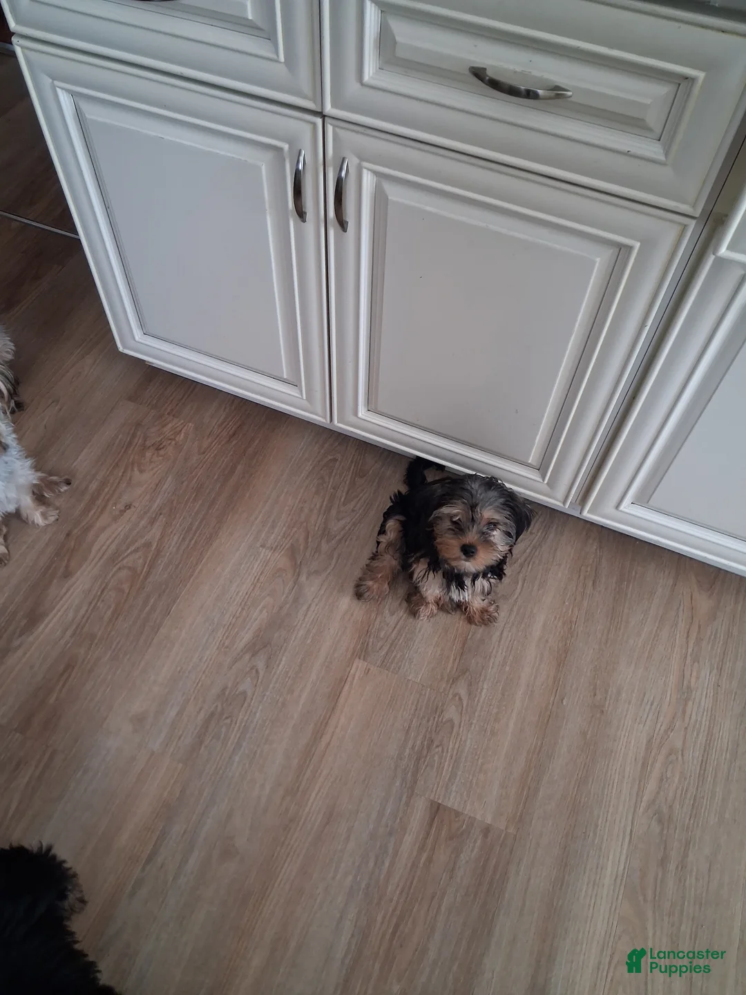 Yorkshire Terrier dogs for sale: Miney  - Ad 1
