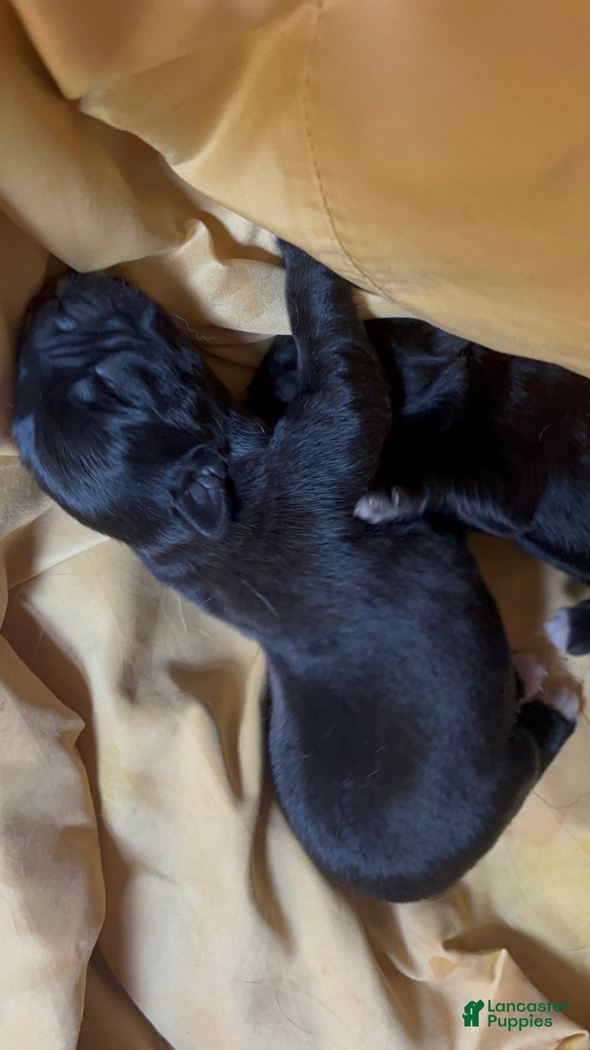 Mixed Breed dogs Mixed Breed 2 - Ad 2