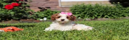 Cockapoo dogs for sale: Ava - Ad 6