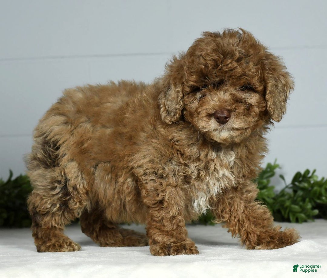 Miniature Poodle dogs for sale: Jasper - Ad 8