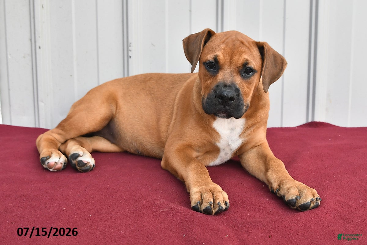 Mixed Breed dogs for sale: Charlotte - Ad 2