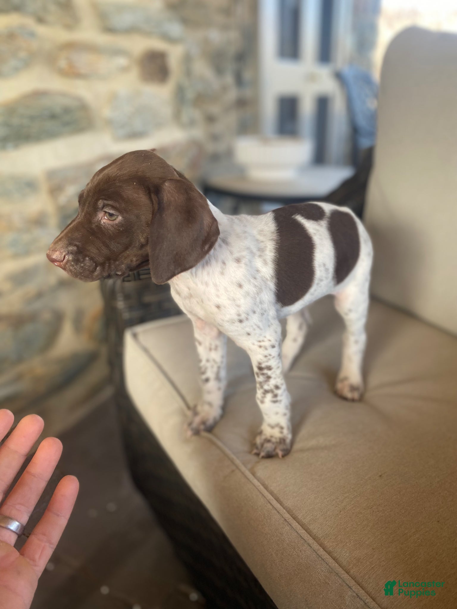German Shorthaired Pointer dogs German Shorthaired Pointer  “Max” - Ad 2
