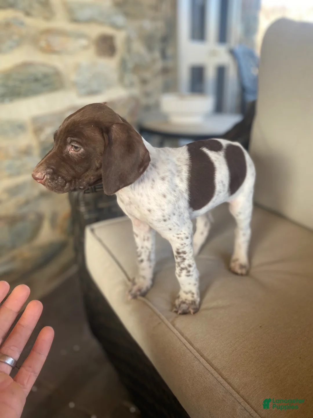 German Shorthaired Pointer dogs for sale: German Shorthaired Pointer  “Max” - Ad 2