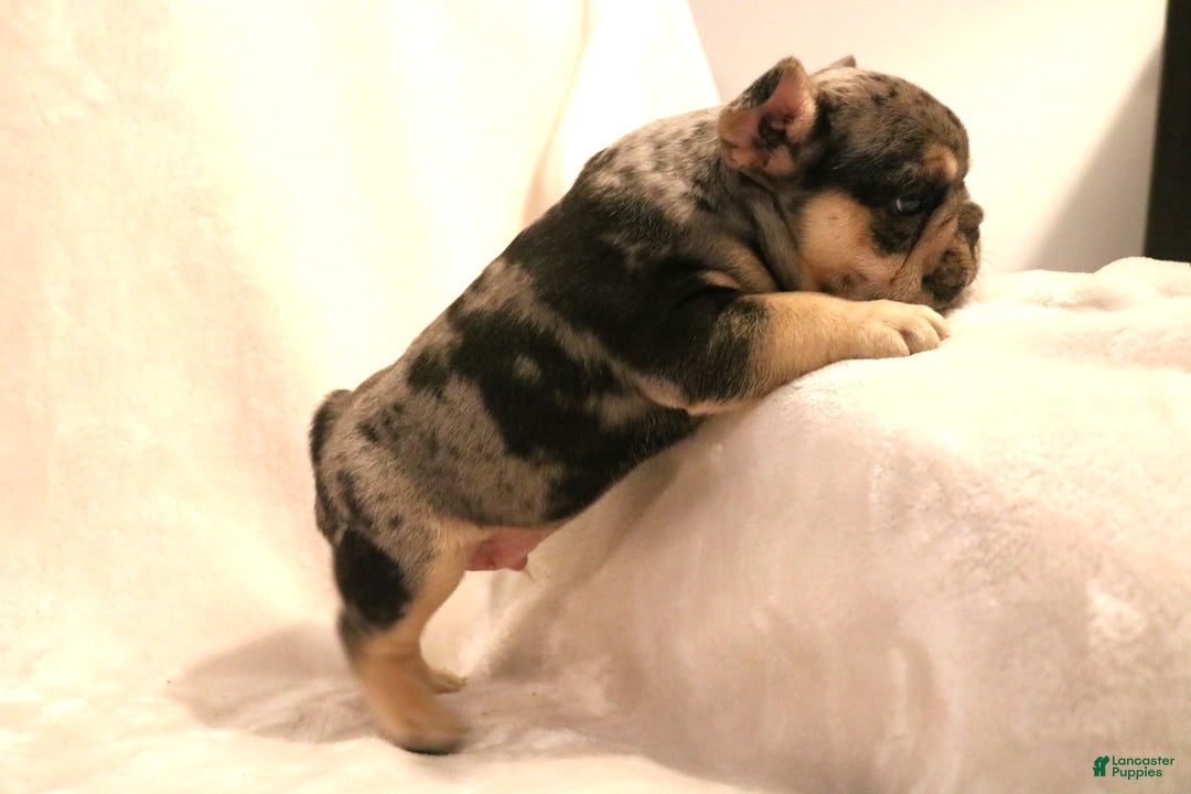 French Bulldog dogs for sale: Bear - Ad 6