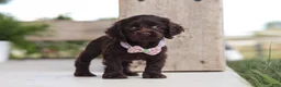 Cocker Spaniel dogs for sale: Bailey - Ad 6