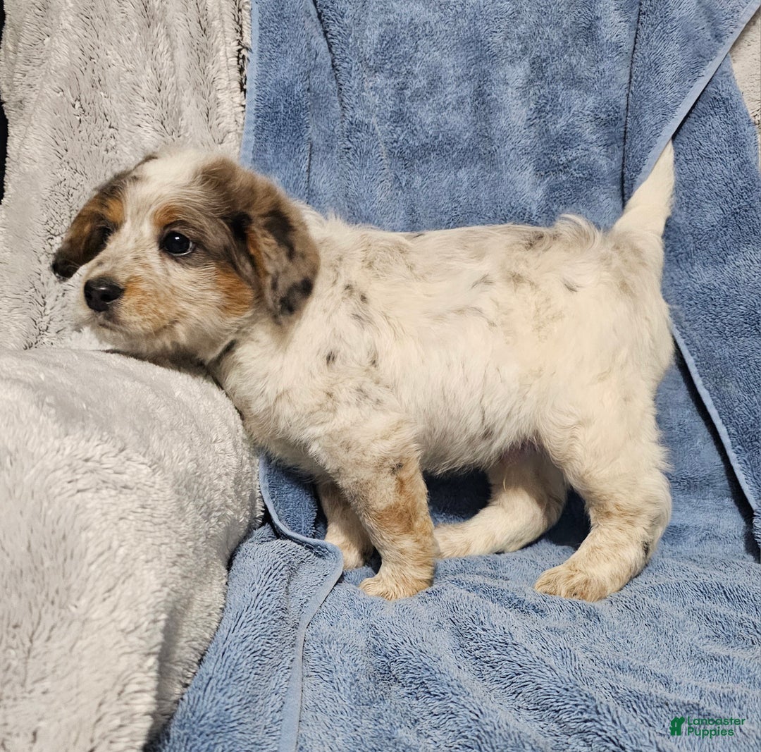 Mixed Breed dogs for sale: Kane - Ad 5