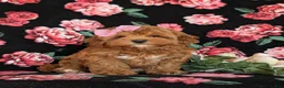 Cavapoo dogs for sale: Cheri Hypoallergenic - Ad 5