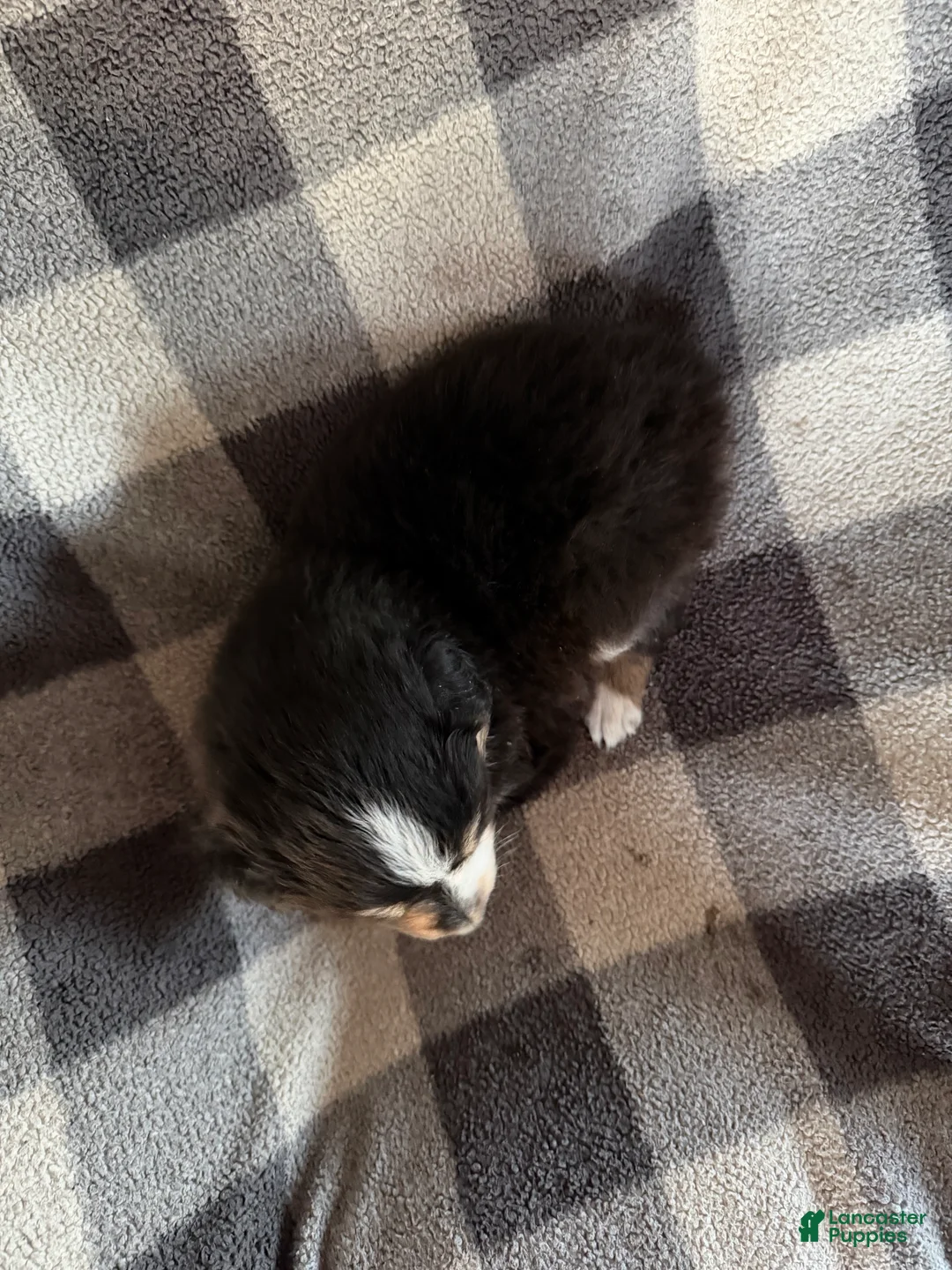 Australian Shepherd dogs for sale: April - Female 5 - Ad 2