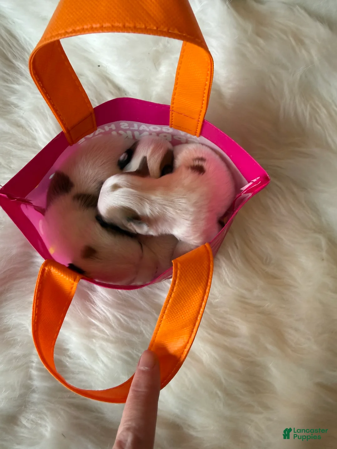 Chihuahua dogs for sale: Chihuahua Puppy 2 - Ad 4