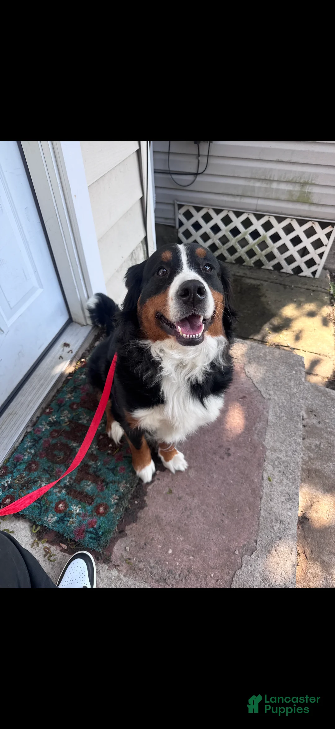 Mixed Breed dogs for sale: Ares - Ad 5